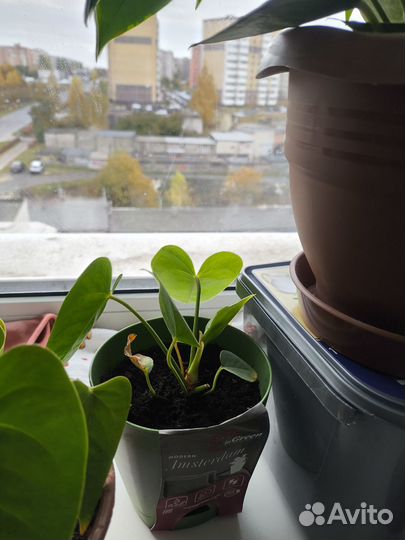 Антуриум красный