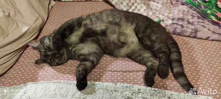 Кот Масон