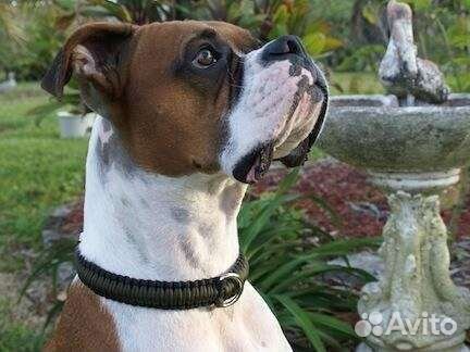 Ошейники для собак