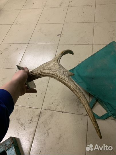 Продам рога лося