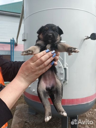 Щенки малыши