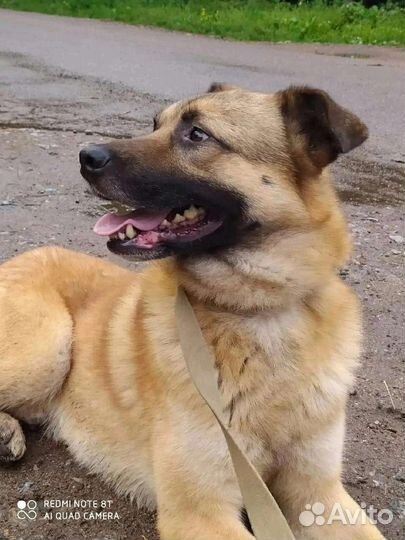 Красивый Зефир ищет дом в добрые руки