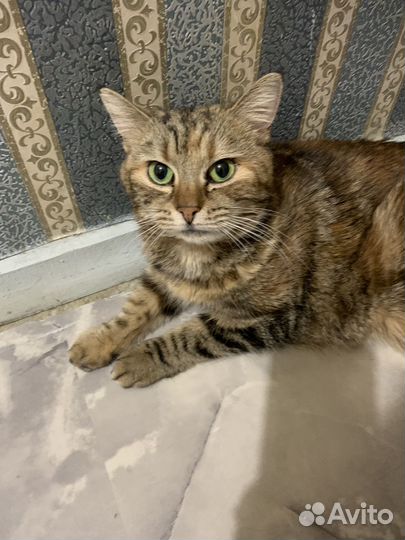 Кошечка в добрые руки