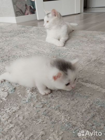 Котята в добрые руки даром бесплатно