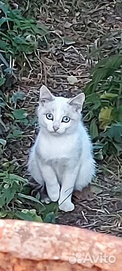 Коты в добрые руки