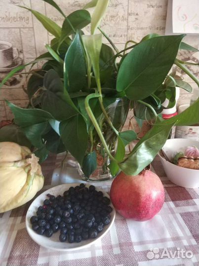 Сциндапсус, эпипремнум вьющееся растение