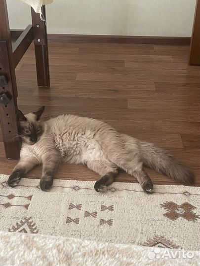 Вязка Тайская порода