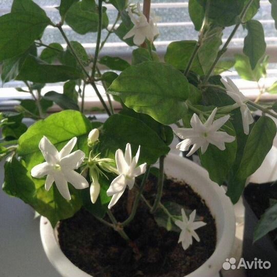 Комнатный жасмин самбак