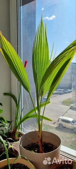 Пальма египетская