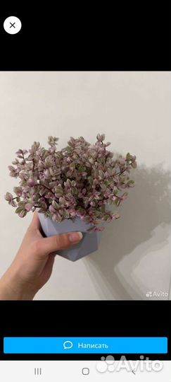 Каллизия трех сортов