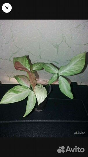 Сингониумы сортовые 2