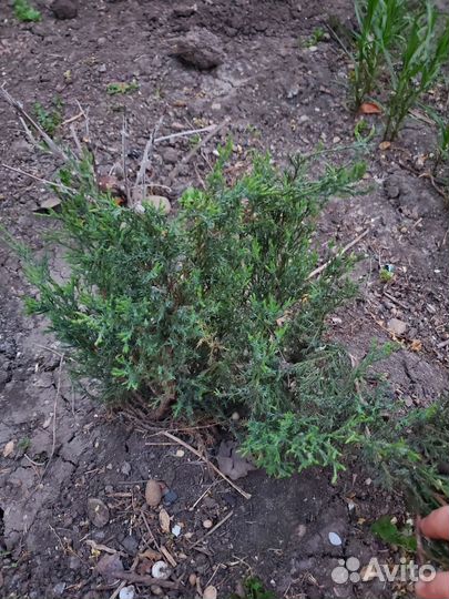 Можжевельник