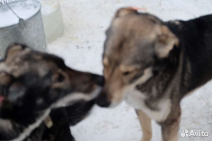 Собаки в добрые руки