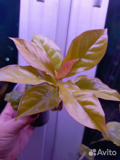 Листовой кактус 