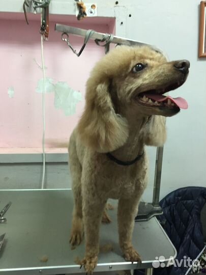 Груминг стрижка собак и кошек от