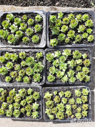 Каменная роза