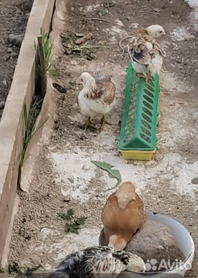 Цыплята от домашних курочек