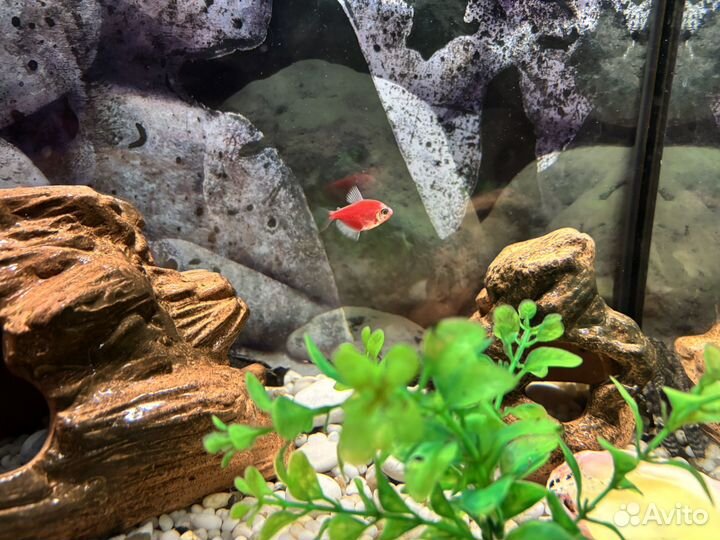 Аквариум с рыбками
