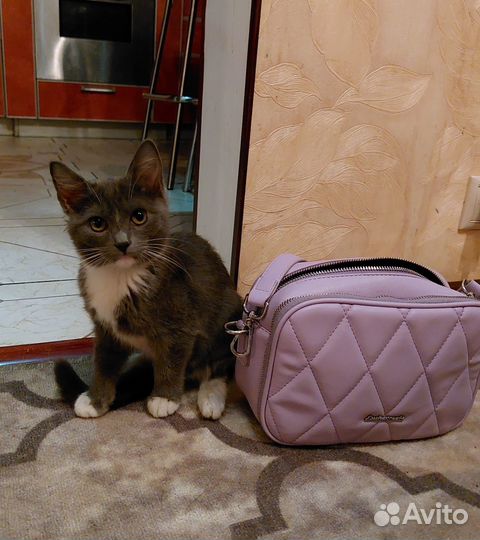 Красивые котята