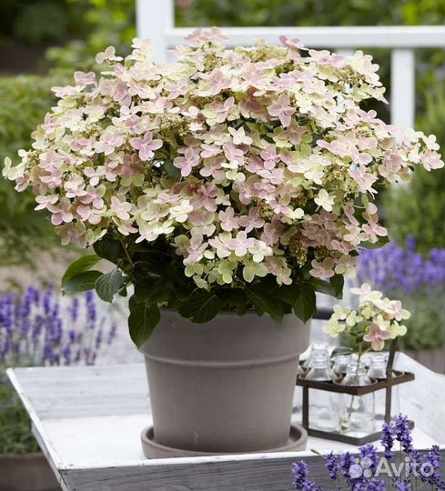 Гортензия полестар. В наличии 1 шт