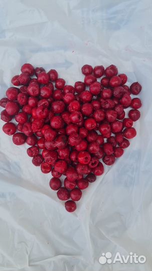 Вишня без косточки