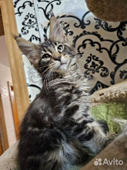 Котята мейн-кун