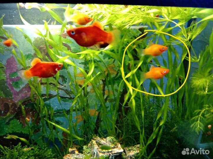 Пецилия красная (уход как за гуппи), роголистник