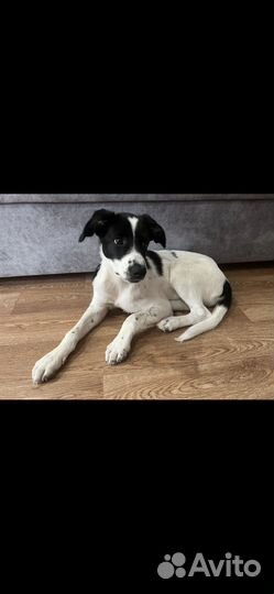 Щенок в добрые руки бесплатно