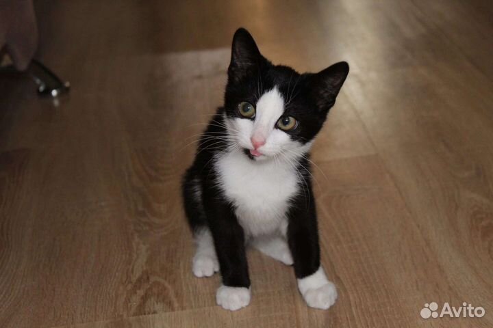 Котенок Костик в добрые руки