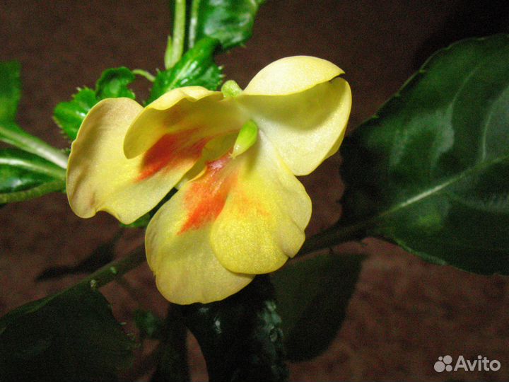 Бальзамин орхидный Tangerine Yellow