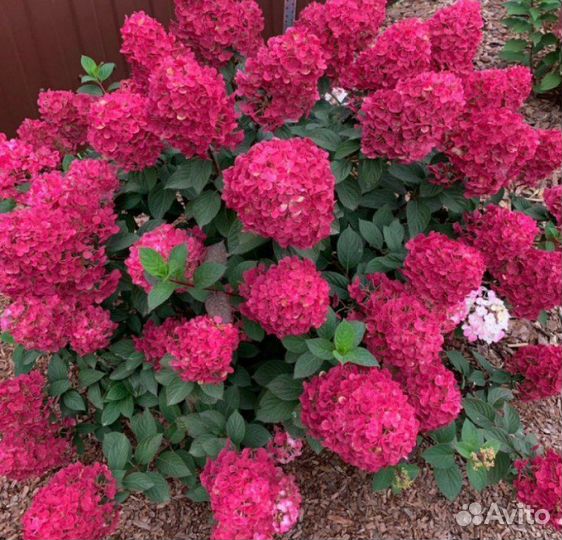 Гортензия метельчатая