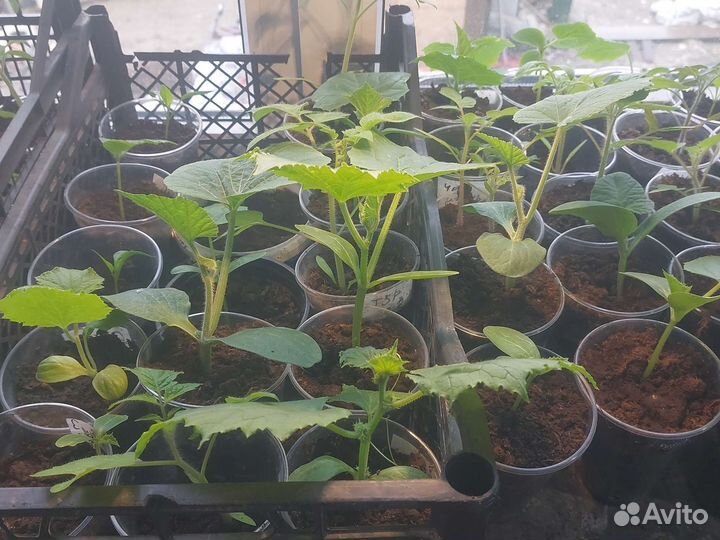 Рассада томатов огурцов перца