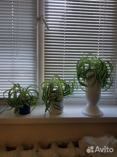 Хлорофитум хохлатый 