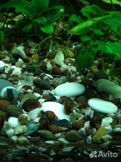 Рыбки гуппи эндлера