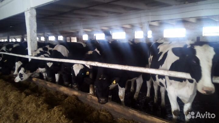 Нетели Черно-пестрой и Голштинизированной пород