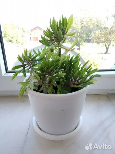 Оленьи рожки