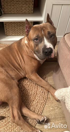 Вязка собак амстафф