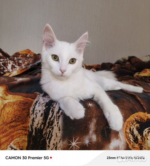 Отдам бесплатно кота, 4-5месяцев