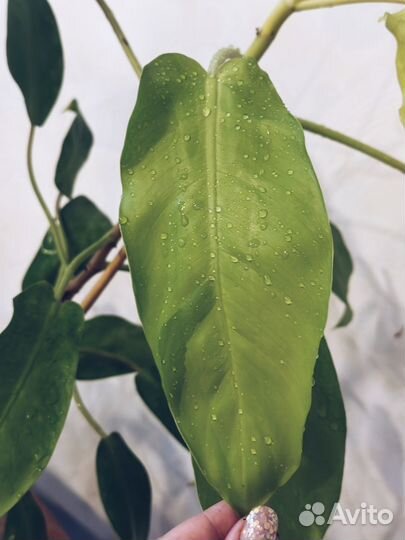 Филодендрон малай голд