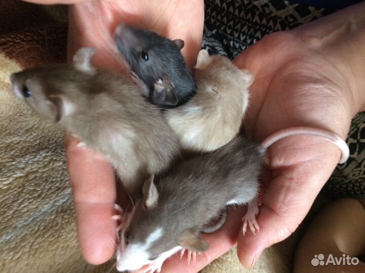 Ручные крысята