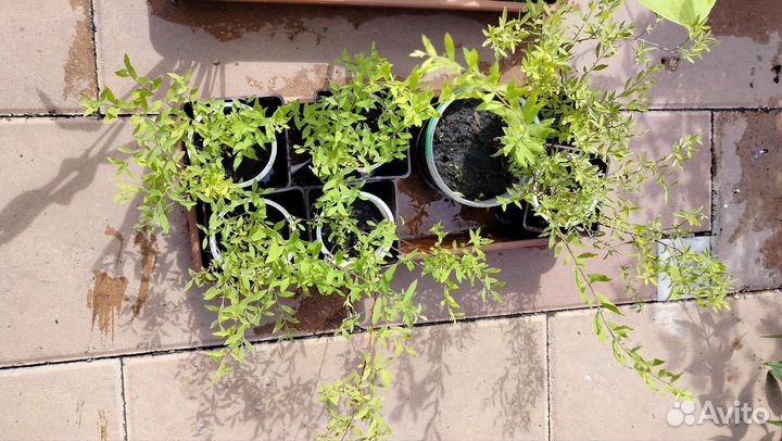 Декоративные кустарники