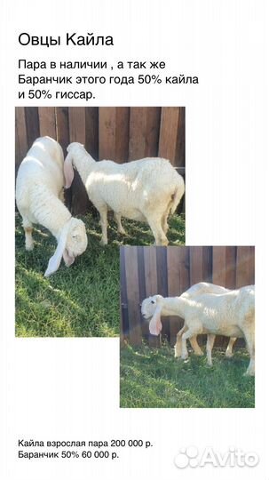 Копытные, керри хилл, олени и другие