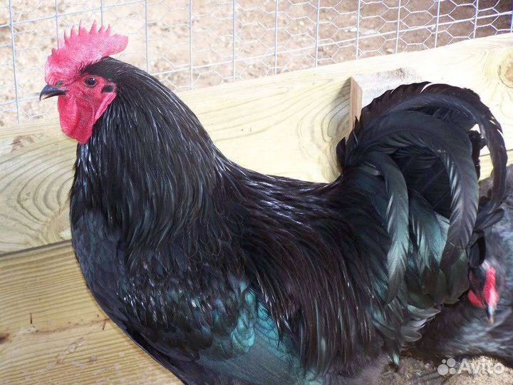 Джерсийский гигант