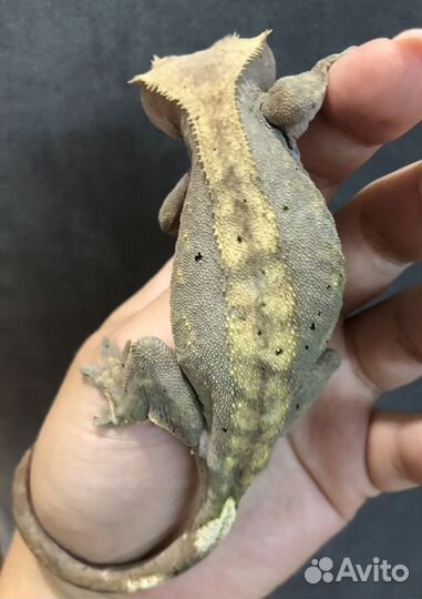 Бананоед (самка)