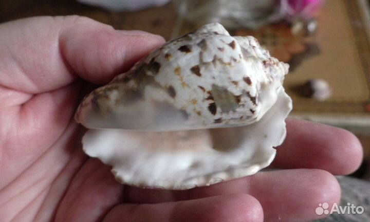 Морские ракушки раковины