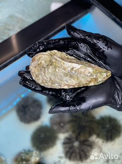 Живые устрицы