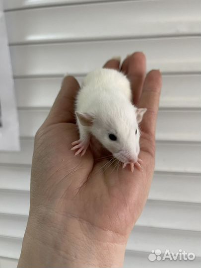 Крысята дамбо