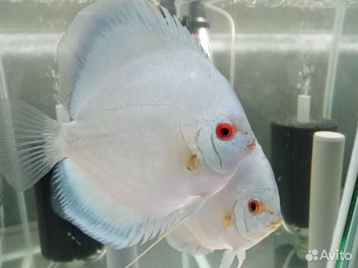 Дискусы (цихлиды)