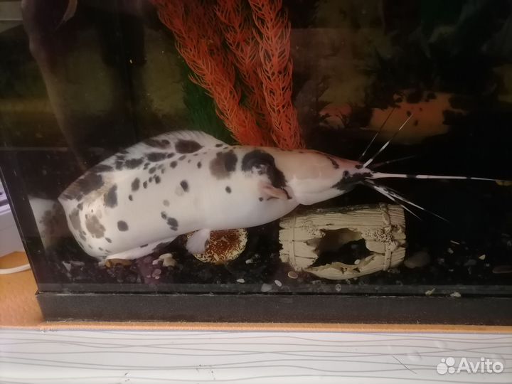 Сомы клариус и астронотус