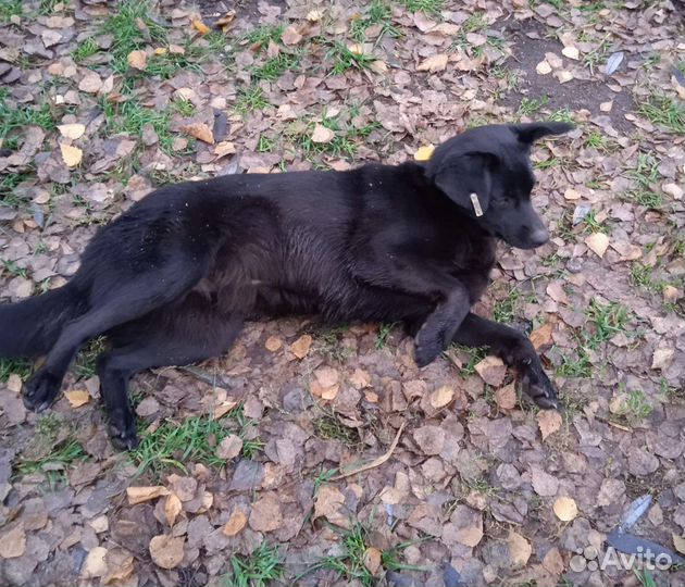 Добрый друг в добрые руки